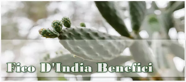 Fico d’India benefici: pale e frutti di Opuntia ficus-indica