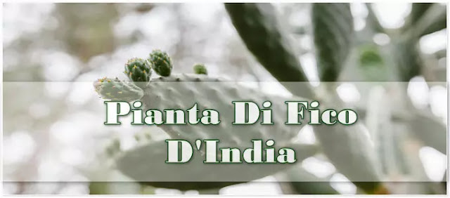 Fico d’India Pianta (Opuntia ficus-indica) - cladodi, fiori e frutti