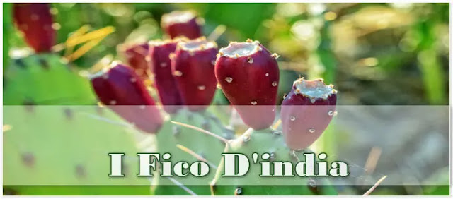 Fico d’India con frutti e pale di Opuntia ficus-indica