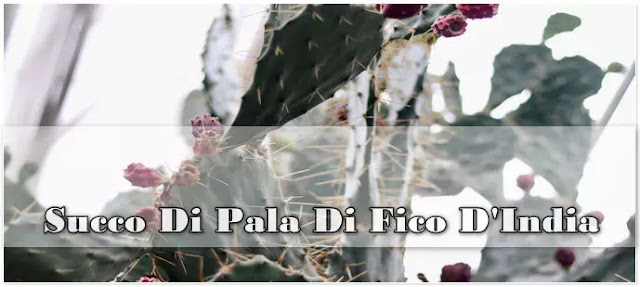 Succo di pala di fico d’India e cladodi di Opuntia ficus-indica