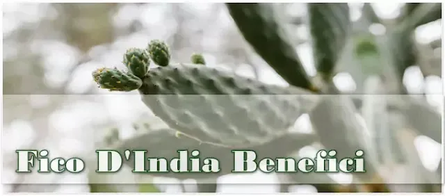 Fico d India benefici per intestino digestione e controllo del peso con prodotti Etna Wellness a base di Opuntia