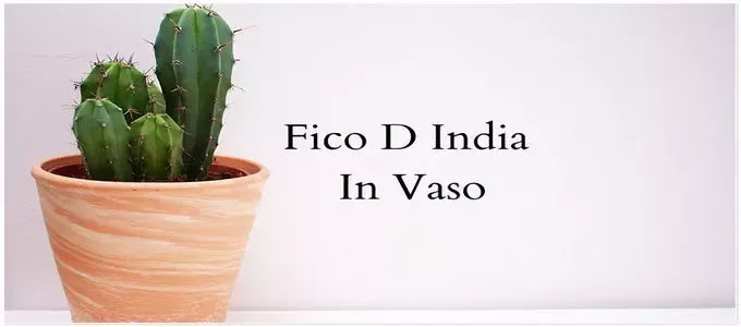 Fico d’India in vaso: coltivazione, cura e frutti